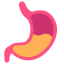external stomach-internal-human-organs-victoruler-flat-victoruler icon