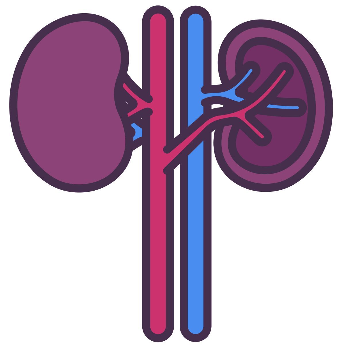 kidney icon