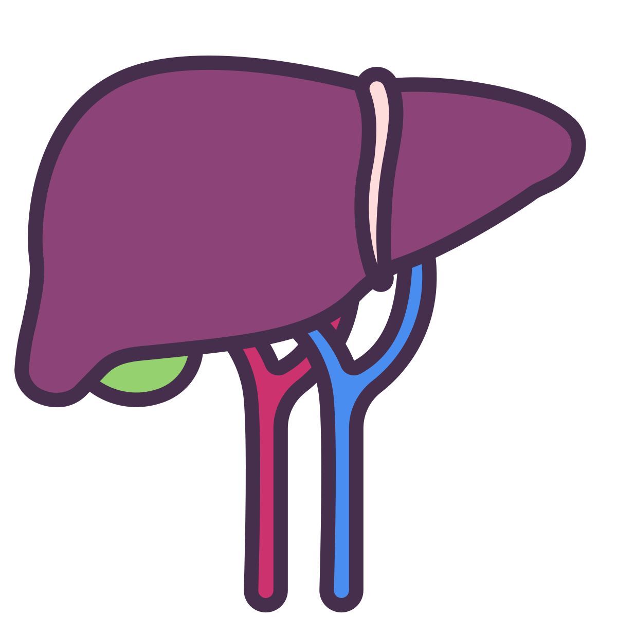 liver icon