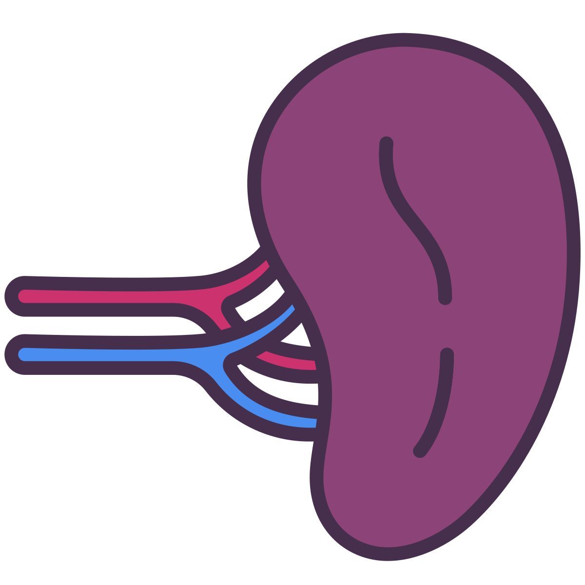 spleen icon