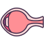 external eye-internal-human-organs-victoruler-linear-colour-victoruler icon