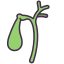 external gallbladder-internal-human-organs-victoruler-linear-colour-victoruler icon