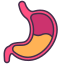 external stomach-internal-human-organs-victoruler-linear-colour-victoruler icon