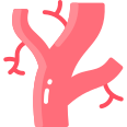 external arteries-anatomy-vitaliy-gorbachev-flat-vitaly-gorbachev icon