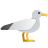 seagull