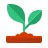 sprout