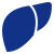 Liver Function