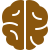 Brain