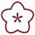 Fleur de Sureau