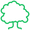 deciduous-tree