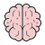 brain 