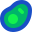 bacteria icon